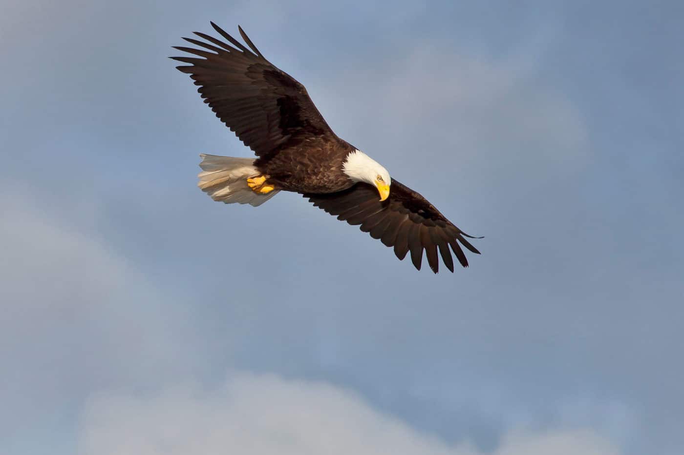 Eagle soars through the sky.