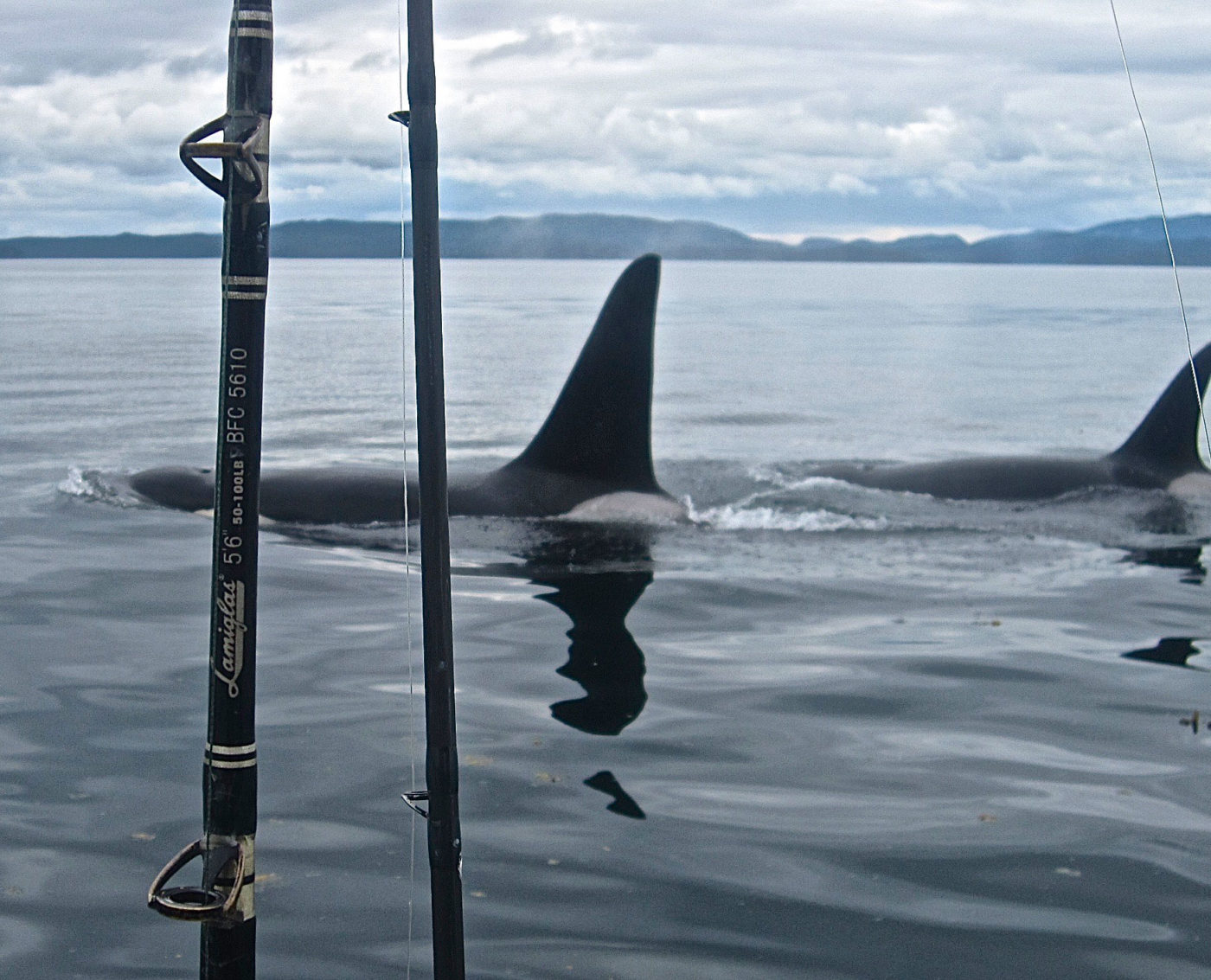 Orcas swim around the fishing boat, fishing rods in the foreground.
