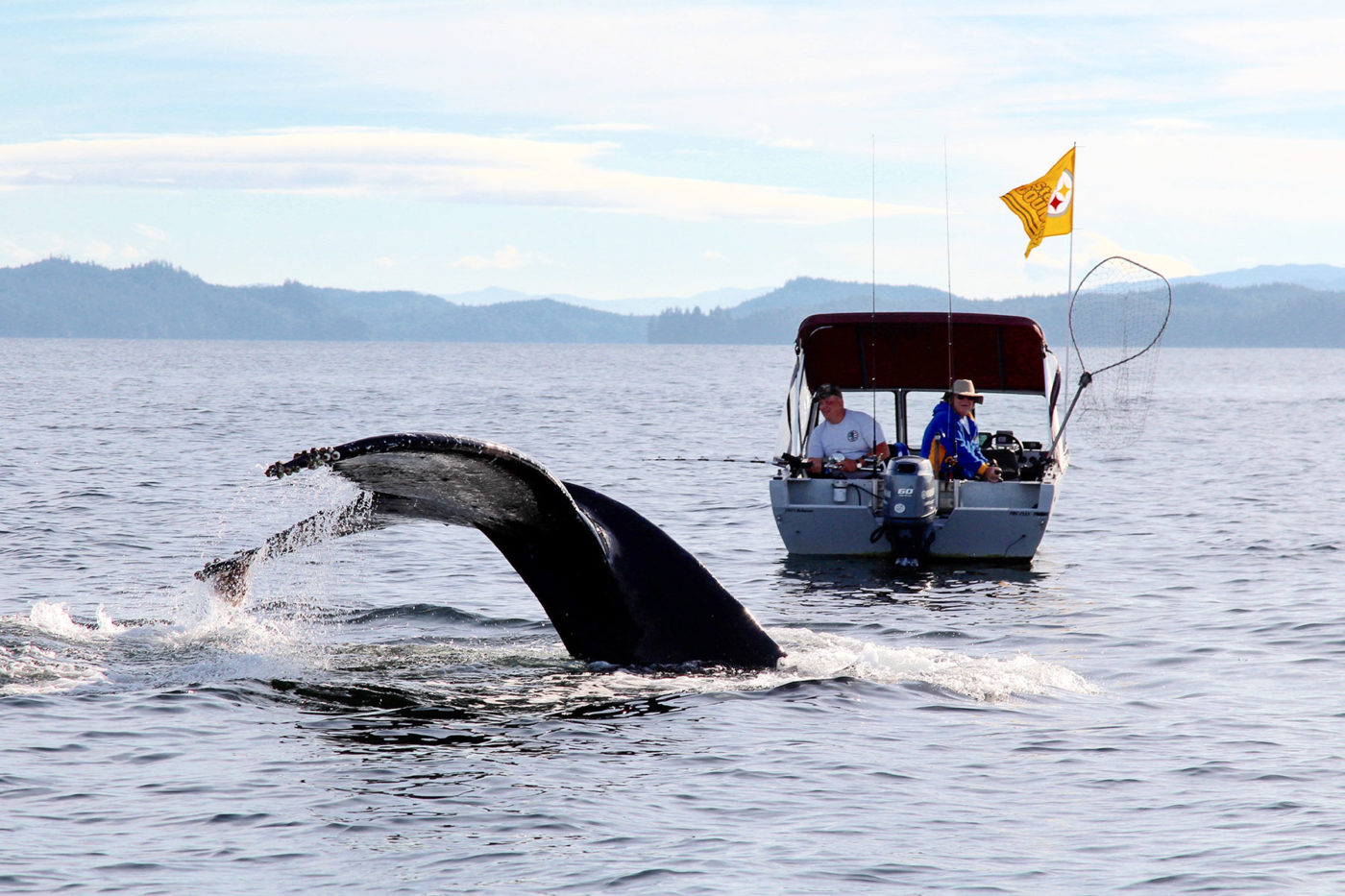 Humpback whale breaches right next to a fishing boat.