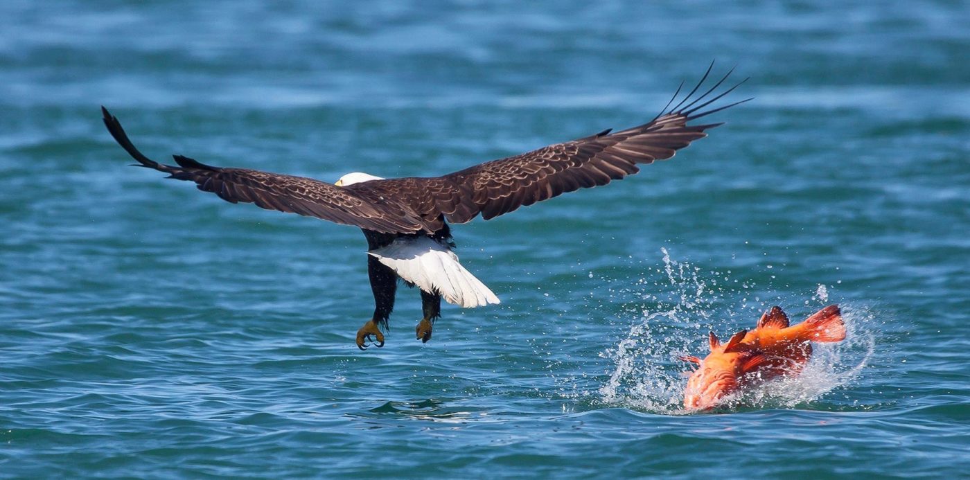 Bald eagle attempts to graph a rockfish from the water but just misses.
