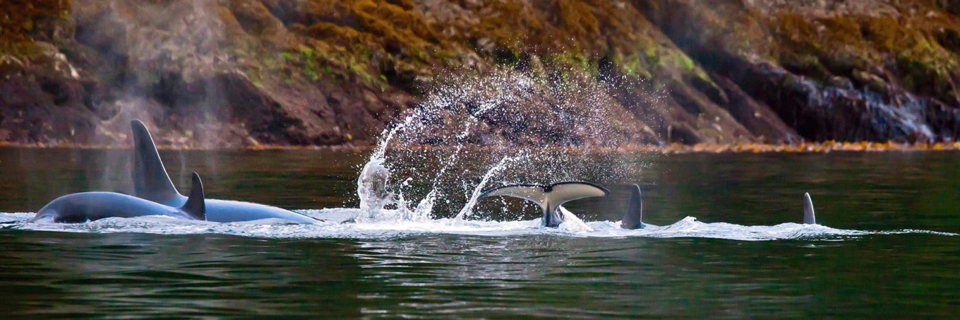 A pod of orca whales splash in the sound.