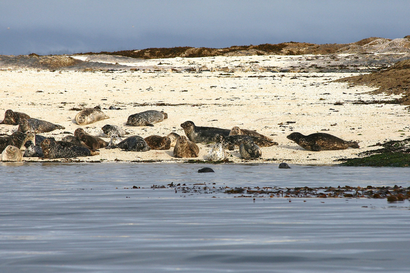 Harbor Seals hauled out on the shore.