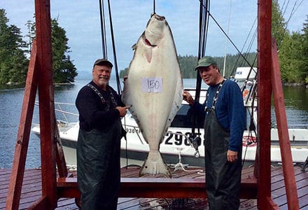 Two guests pose with their hanging 150 pound halibut.