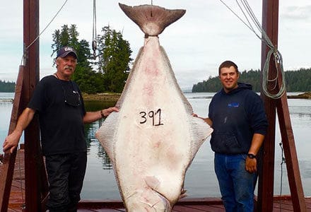Two guests pose with a 391 pound halibut!