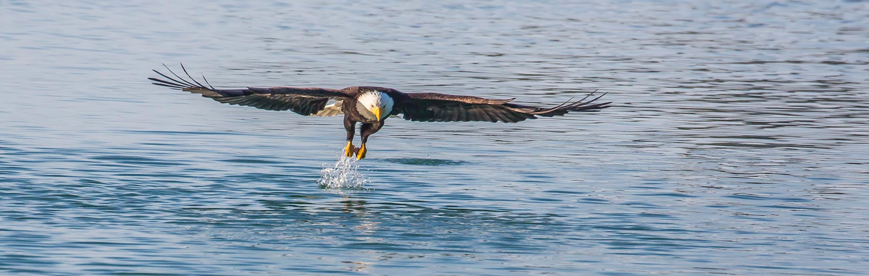 A bald eagle swoops down to catch a fish.