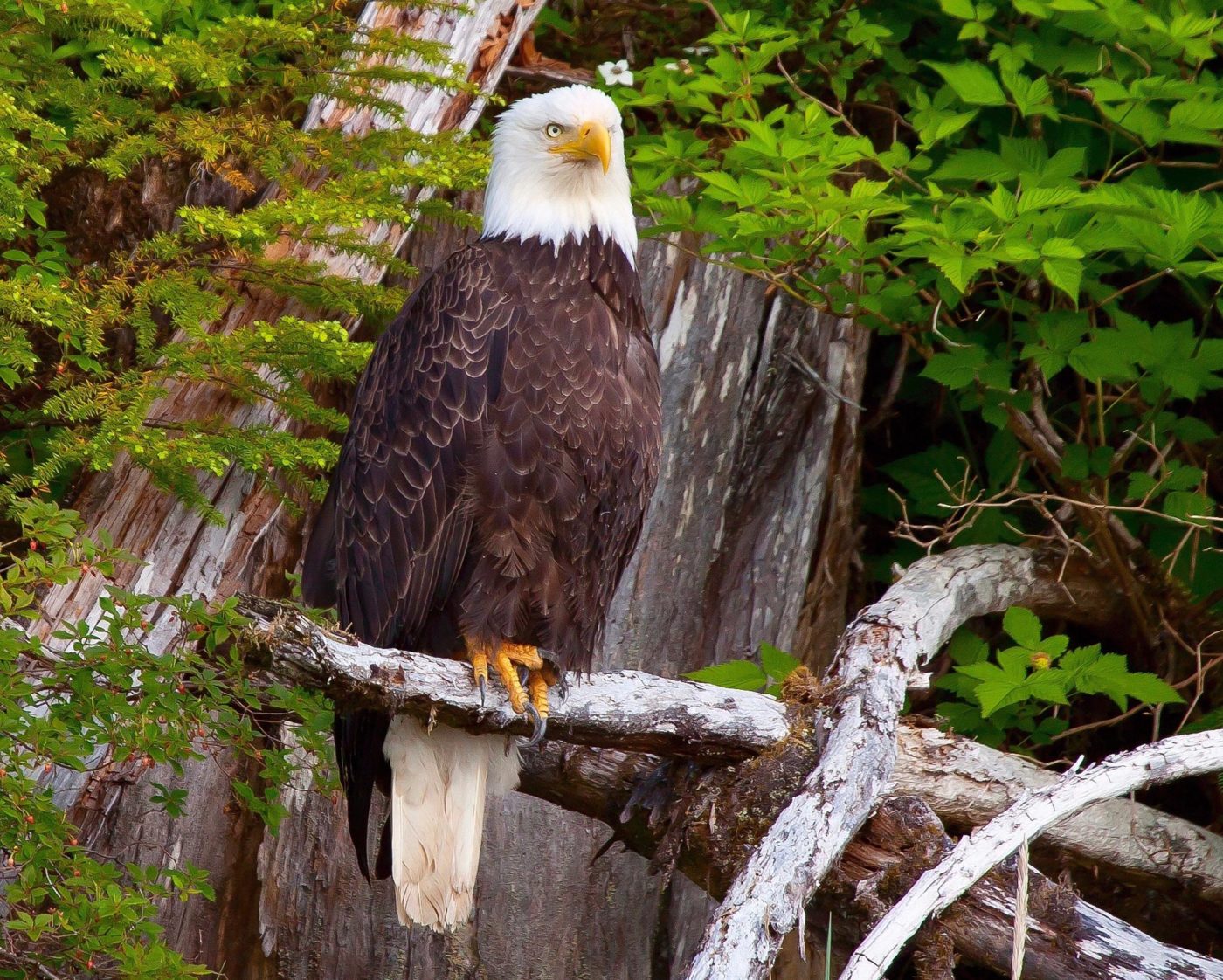Bald eagle perched on a branch.