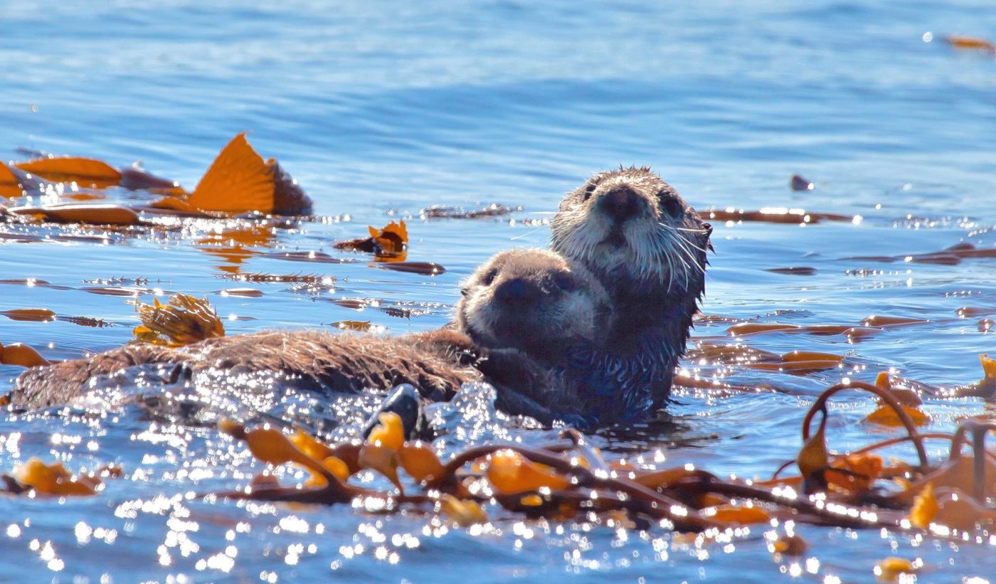 Mams sea otter holds her baby on her chest floating in kelp.