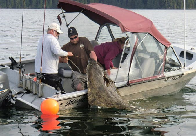 Guests haul a big halibut onto their fishing boat.